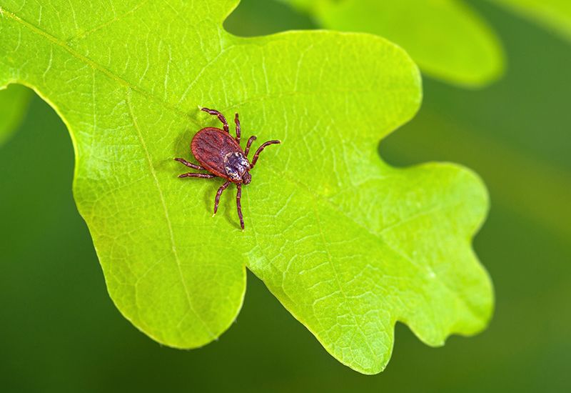 tick on a leaf